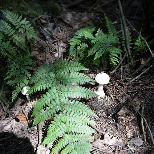 Woodland mushroom