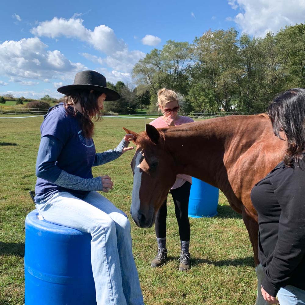 Equine workshop