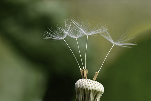 Just a few seeds left on a dandelionn